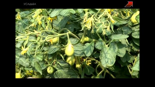 КАК ПОЛУЧАЮТ ГИБРИДЫ? F1 – ЭТО СТРАШНО?! смотреть онлайн