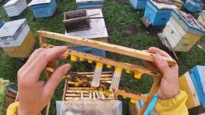 Джентерский сот часть 2-я: от прививки до молодой матки