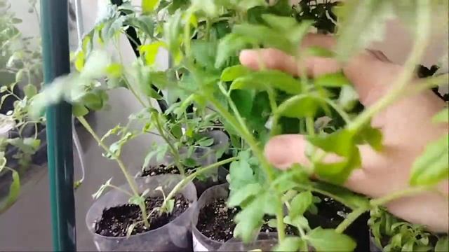 Обзор рассады 8 мая 2024/СНЕГ/ЗАМОРОЗКИ смотреть онлайн