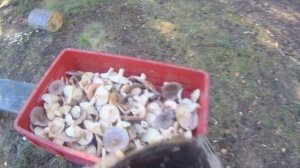 ГРИБЫ,ГРИБЫ кругом грибы!!!