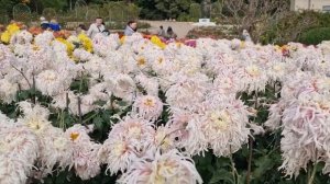 Бал Хризантем в Крыму🌺🪷🌼Никитский Ботанический са