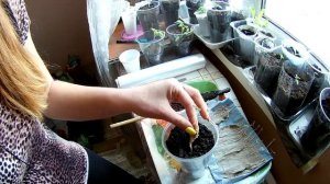 Пересадка рассады из самокрутки в грунт. Как пересади?