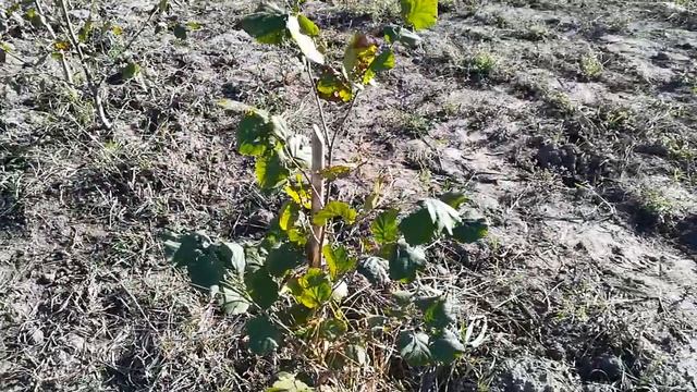 Фундук Трапезунд. Посадка саджанців. смотреть онлайн