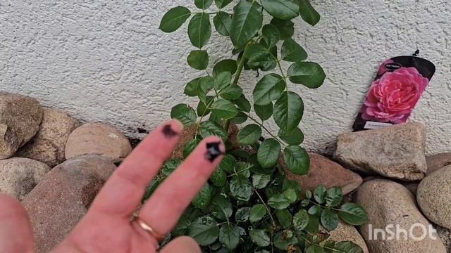 Моя новая Роза, сорт не известен #plants#garden #top #топ # смотреть онлайн