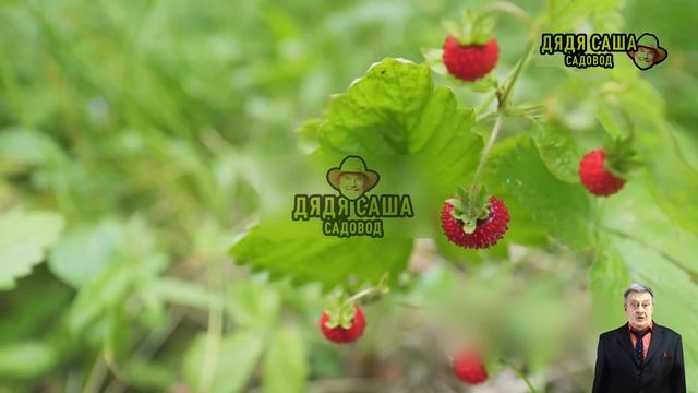 Вся правда о малине Гусар: стоит ли выращивать? смотреть онлайн