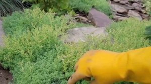 Самый быстрорастущий и устойчивый почвопокровник. Оч?