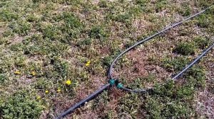 Дождевальный полив люцерны