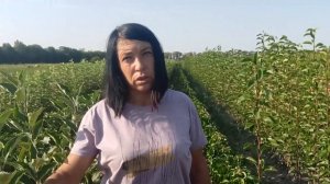 Как лечить медяницу на саженцах и деревьях груши: сове