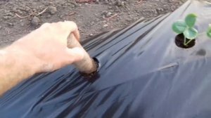 Как высадить рассаду клубники в грядки под плёнкой. Со