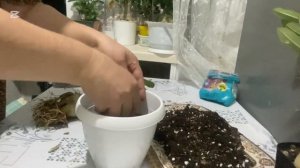 «Пересадка адениума: грунт из перлита, цеолита, диатом