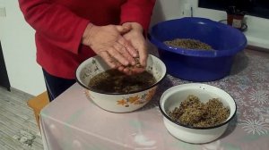 Подготовка семян ялтинского лука к посеву - советы экс