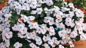 Катарантус ампельный Полька Дот 🌿 Полька Дот обзор: к