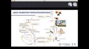 ЕГЭ-2020 по биологии. Циклы развития растений
