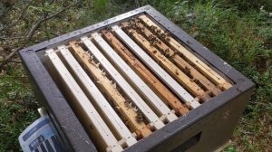 Объединение пчелиных семей через газету.