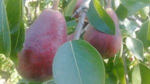 Груша «Старкримсон» - червона зірка літнього саду!