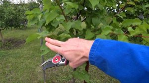 Почему ваши саженцы не растут после посадки? Летняя об