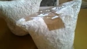 Как хранить мицелий вешенки