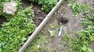 Выращивание Томатов Без Рассадным способом. ОБЗОР ТОМ