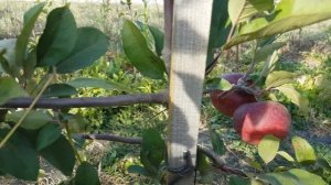 Apple BAYA MARISA / Яблоко Байя Мариса