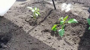 Как посадить рассаду в мини парнике (теплице)