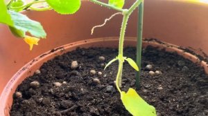 Мои дыни растут на подоконнике в горшке!