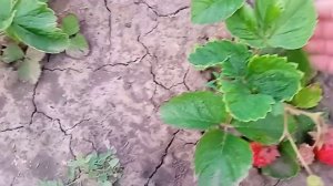 сорт клубники. Хуми Гранде. особености сорта.