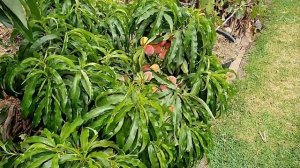 Колоновидный персик Медовый Россия | Small Gardens