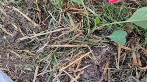 Что делать если рассада капусты вытянулась и завалива