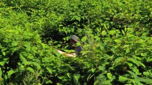 Как вырастить бамбук в России: эксперимент на даче