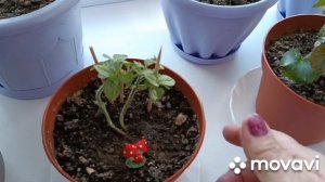 МОИ КОМНАТНЫЕ ЦВЕТЫ В МАРТЕ. ПЕРВОЕ ЦВЕТЕНИЕ ВЕСНОЙ