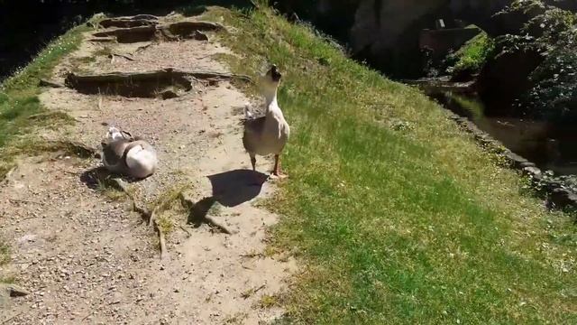 Лебеди едят траву смотреть онлайн