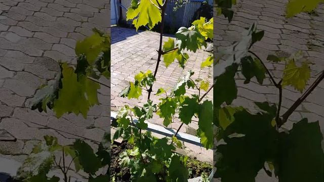 Начался окрас ягод, обработка йодом и тиовит джет, сер? смотреть онлайн