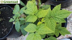 Малина ремонтантная "Утренняя роса" - видео-обзор от Gree