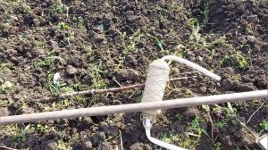 Посадка кукурузы  в деревне на Кубани