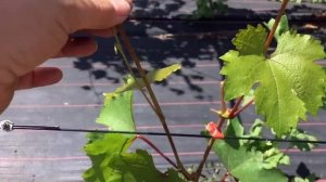 Формировка однолетнего куста винограда.