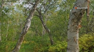 Посадка Саженца Березы Повислой на Участке 🌳