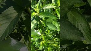 роза Боника 82,  роза Пëрпл Хейз,  роза Динки июнь 2024