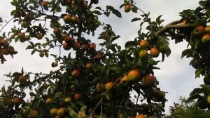 Что делать если сломалась ветка на яблоне.