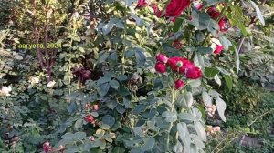 #сад #розы  Цветение в начале августа - Эротик Рококо Erot