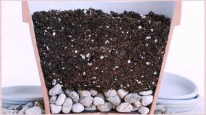 Как вырастить петрушку на подоконнике