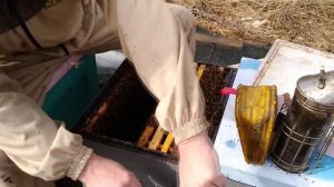 Как и когда мы формируем отцовские пчелосемьи