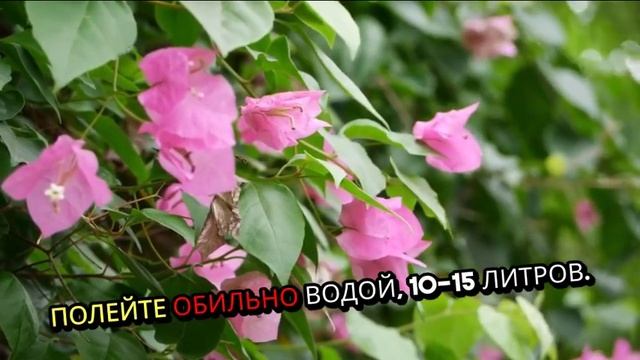 Гортензия: технология посадки и выращивания. смотреть онлайн