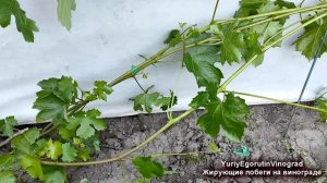 🍇 Если ВИНОГРАД ВЫМЕРЗ? Как сформировать новый куст з