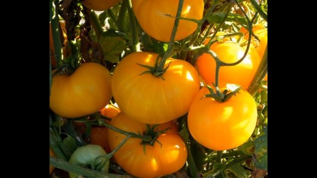 Самый лучший томат в мире 2023г.!Высокоурожайный,вкусны?