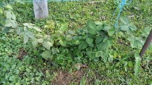 Ежевика, мои новые посадки. Арапахо, Галактика. Саженц?