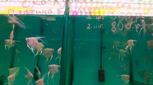 Самая полная история Птичьего рынка в Москве. Птичий р