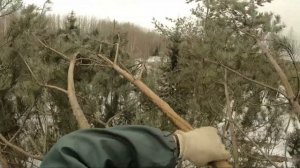 Как обрезать высокую сосну