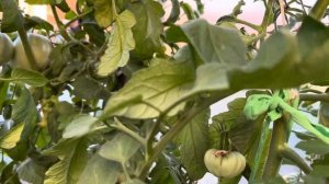 Томаты гиганты в теплице Бориса Сонина. 1.08.2024 г, г. Мину