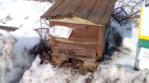 КОГДА ВЫСТАВЛЯТЬ ПЧЁЛ ИЗ ЗИМОВНИКА