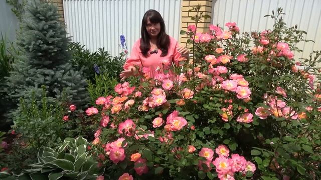 Розы ГЕРЦОГИНЯ ФРЕДЕРИКА и АНЖЕЛА! Посадите - и никогд? смотреть онлайн